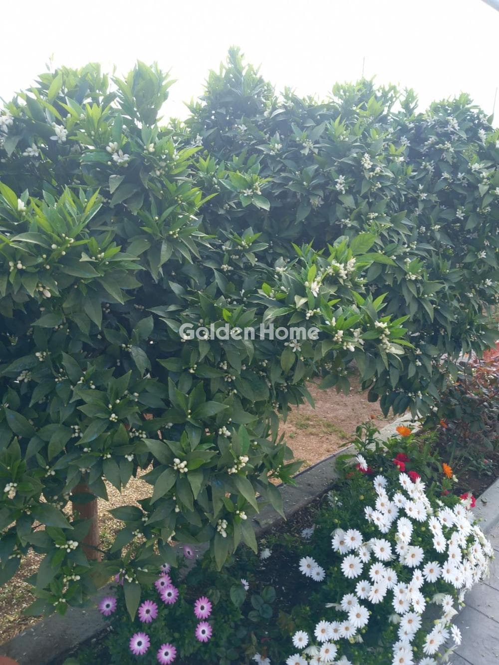 Μονοκατοικία στην Σάκκα, Κερατέα — Φωτογραφία 41 από 71