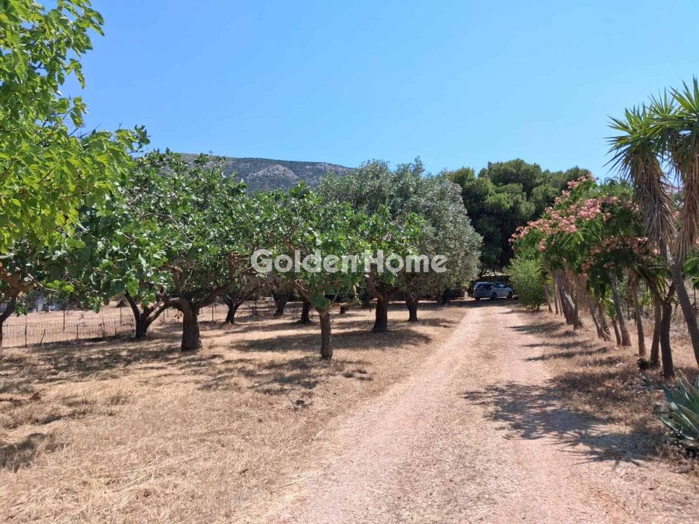 Parcel in Limni Markopoulou, Markopoulo — Photo 3 of 6