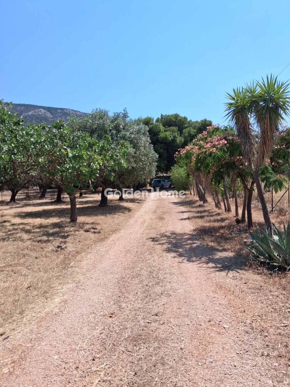 Parcel in Limni Markopoulou, Markopoulo — Photo 2 of 6