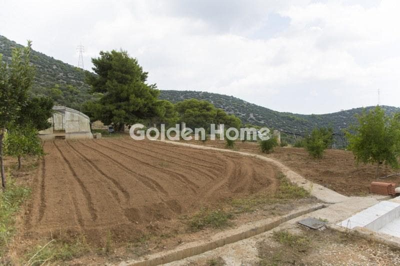Αγροτεμάχιο στην Λαμπρικά, Κορωπί — Φωτογραφία 2 από 2