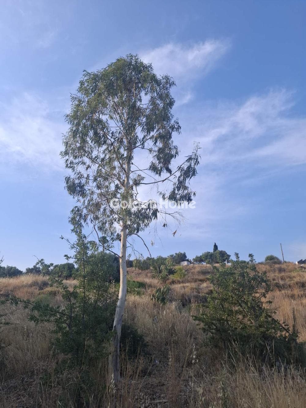 Building Plot in Selinia, Abelakia — Photo 9 of 9