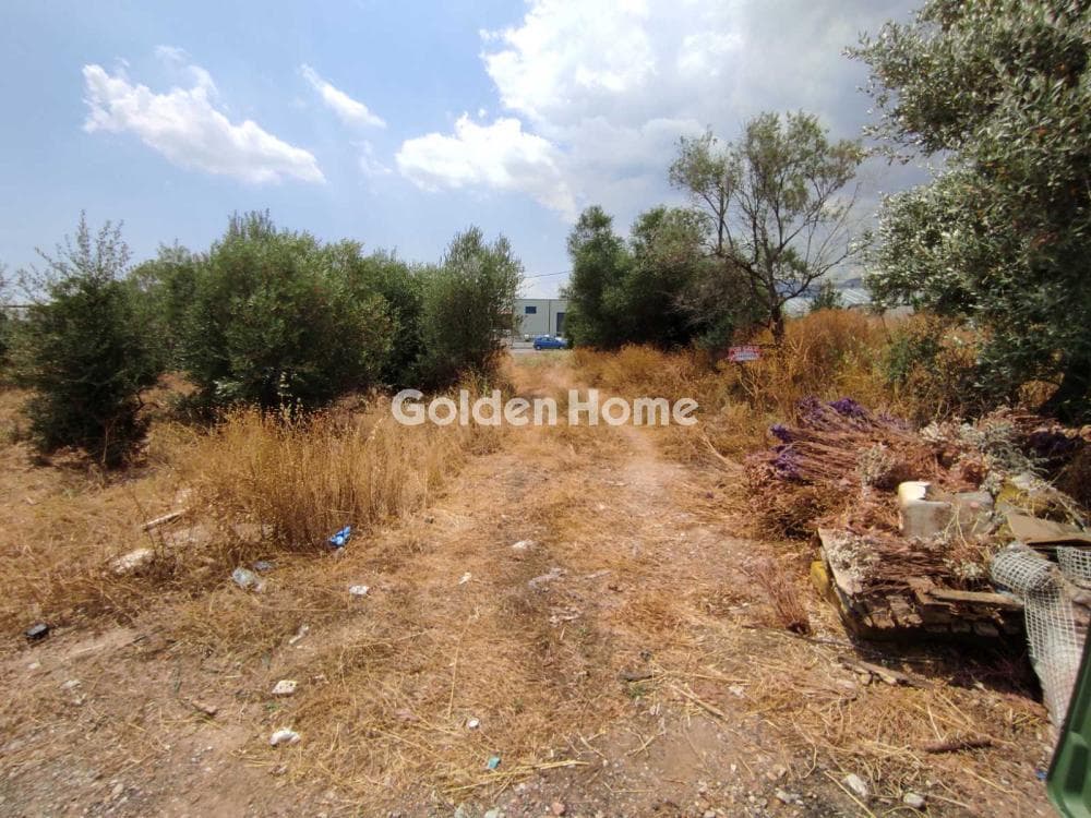 Αγροτεμάχιο στην Μεγάλα Σχοινία Α, Αχαρνές — Φωτογραφία 5 από 6