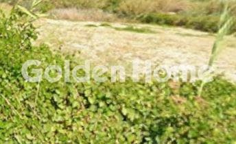Αγροτεμάχιο στην Πατσίδες, Αρχάνες — Φωτογραφία 4 από 4