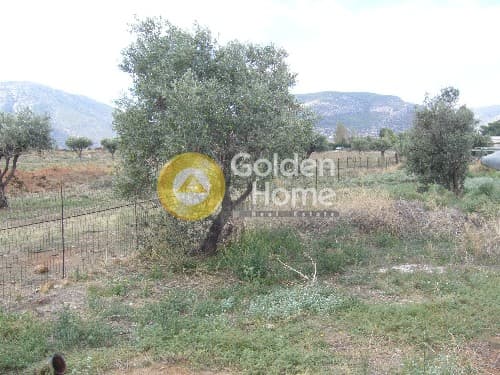 Αγροτεμάχιο στην Κέντρο, Κορωπί — Φωτογραφία 4 από 6