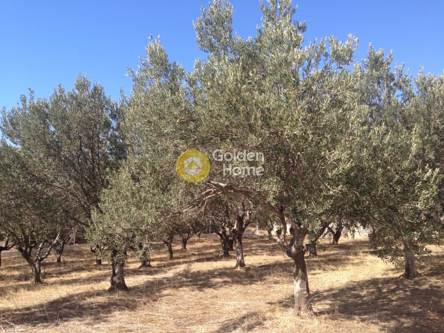 Parcel in Kalivia, Kalivia Thorikou — Photo 4 of 7