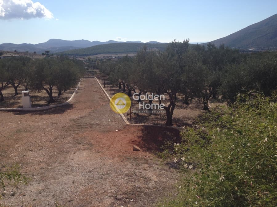 Parcel in Kalivia, Kalivia Thorikou — Photo 5 of 7