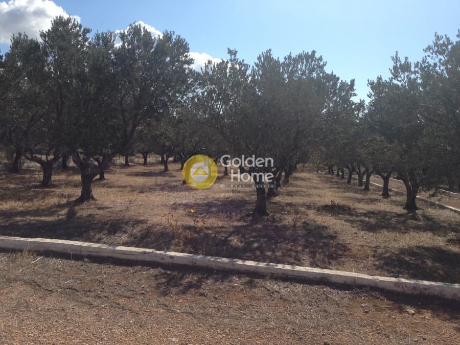 Parcel in Kalivia, Kalivia Thorikou — Photo 7 of 7