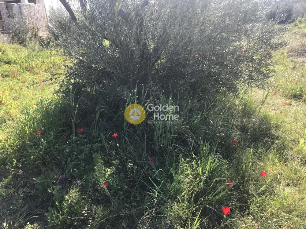 Parcel in Agios Nikolaos, Anavissos — Photo 10 of 11