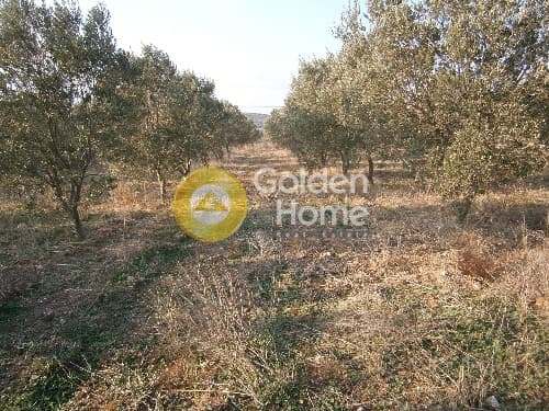 Parcel in Ari, Anavissos — Photo 3 of 3