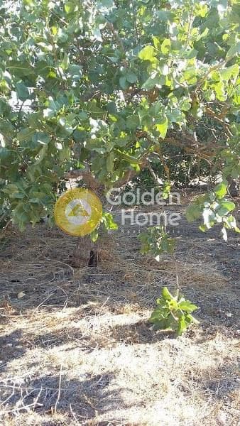 Αγροτεμάχιο στην Κυψέλη, Αίγινα — Φωτογραφία 9 από 10