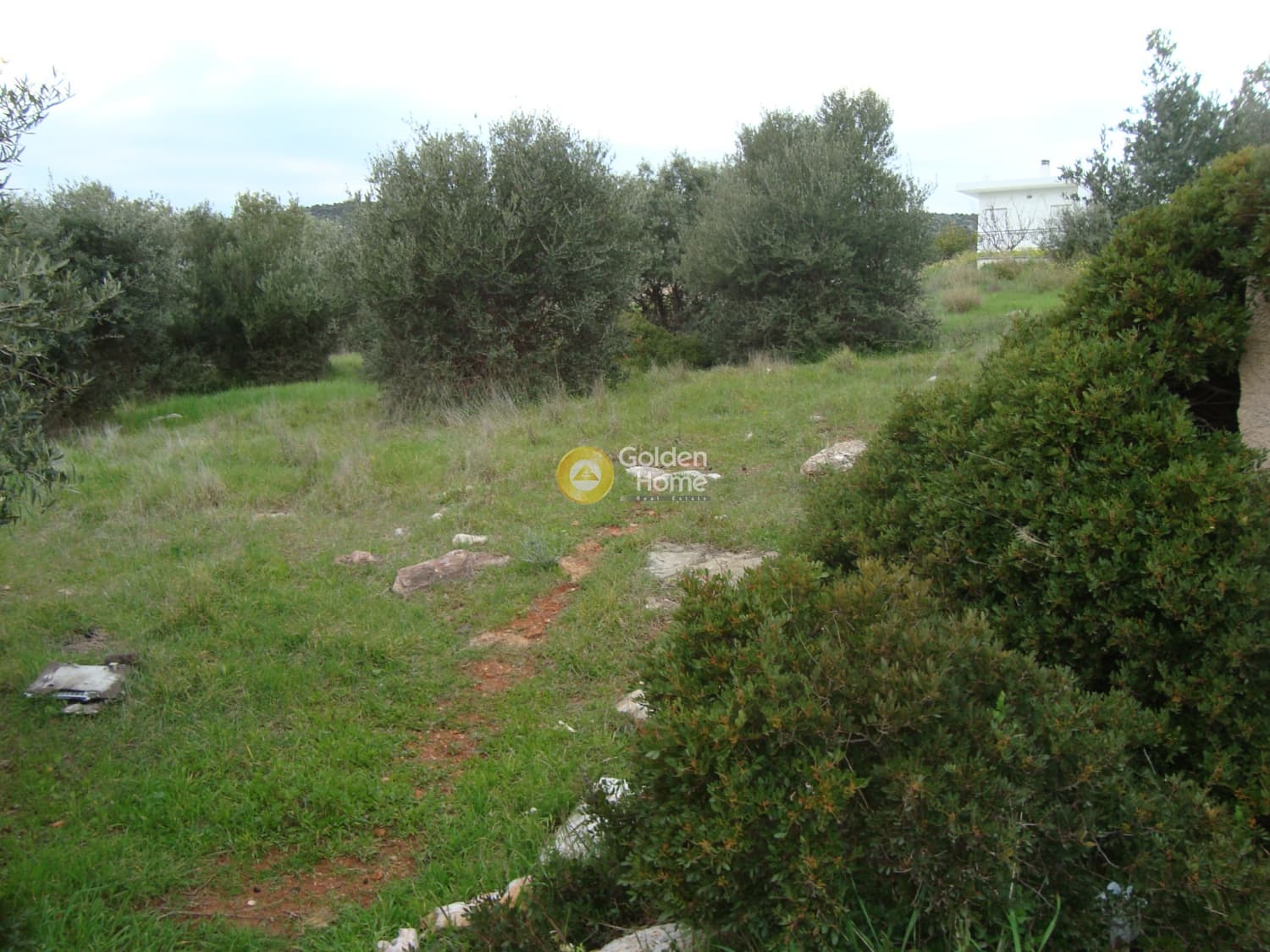 Parcel in Agia Marina, Koropi — Photo 3 of 6