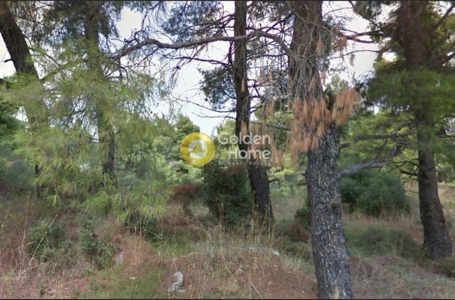 Οικόπεδο στην Ροδόπολη, Ροδόπολη
