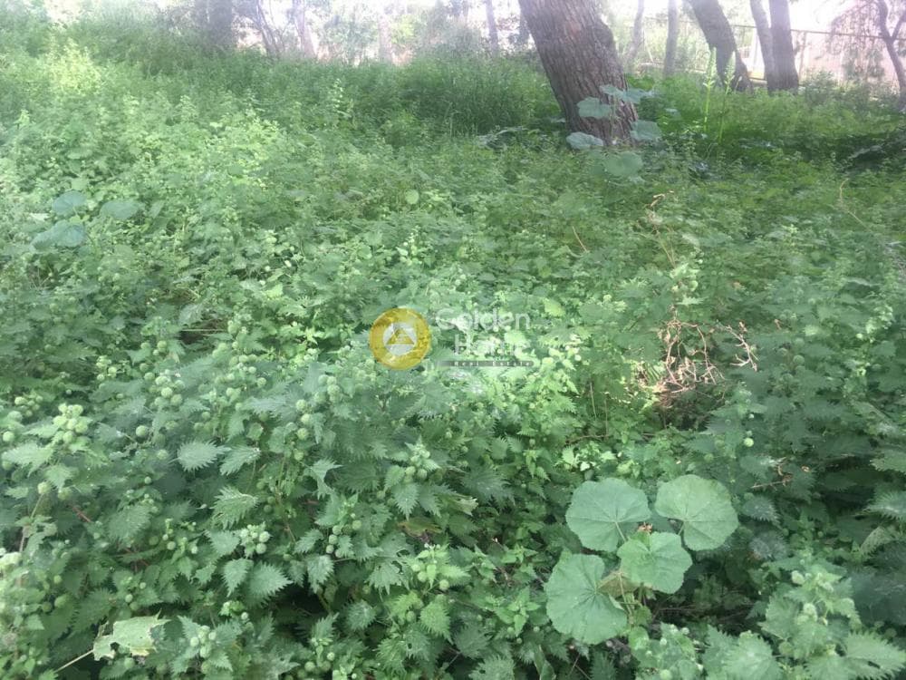 Οικόπεδο στην Σαρωνίδα, Σαρωνίδα — Φωτογραφία 4 από 5