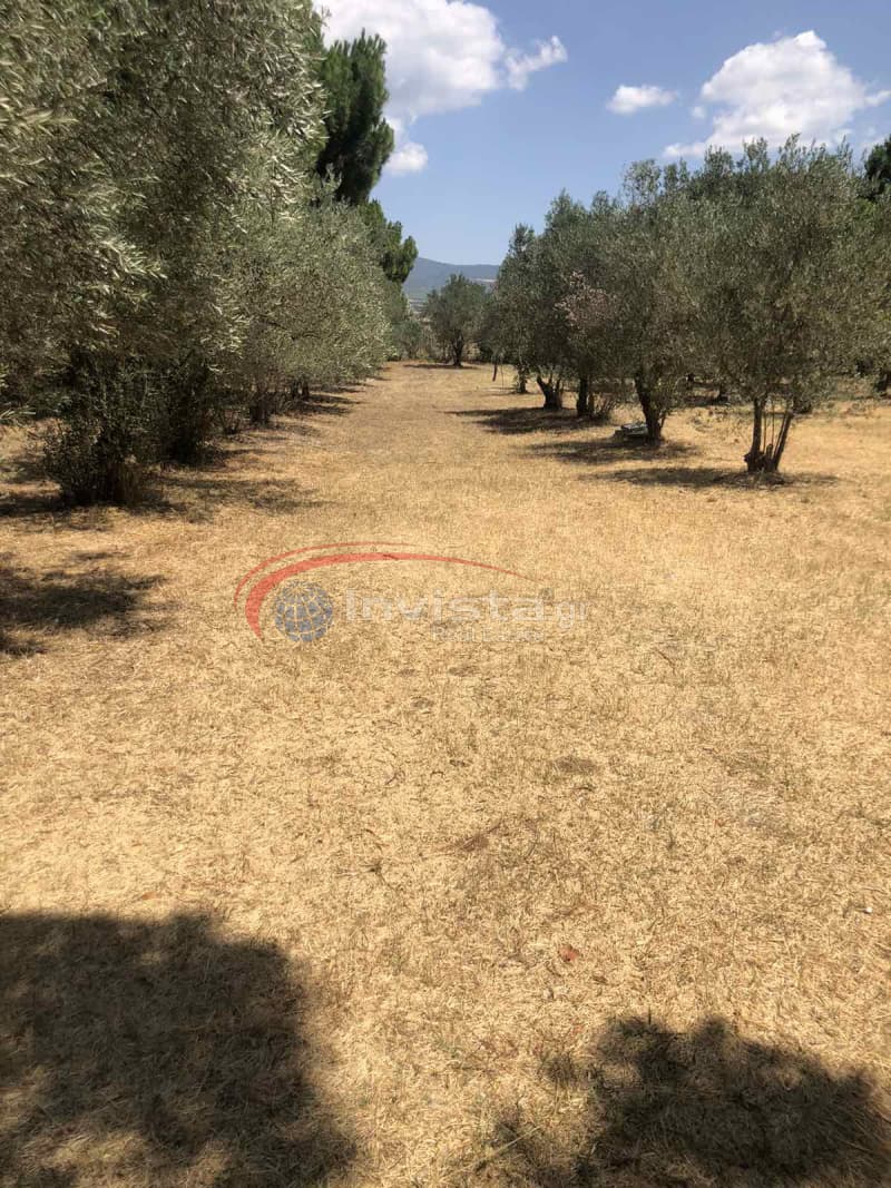 Μονοκατοικία στην Λακκιά, Βασιλικά — Φωτογραφία 14 από 14