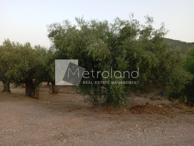 Building Plot in Perani, Salamina — Photo 2 of 9