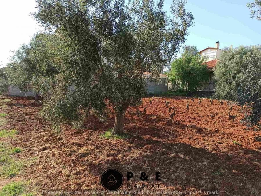 Οικόπεδο στην Άγιος Σεραφείμ, Αρτέμιδα (Λούτσα) — Φωτογραφία 6 από 10