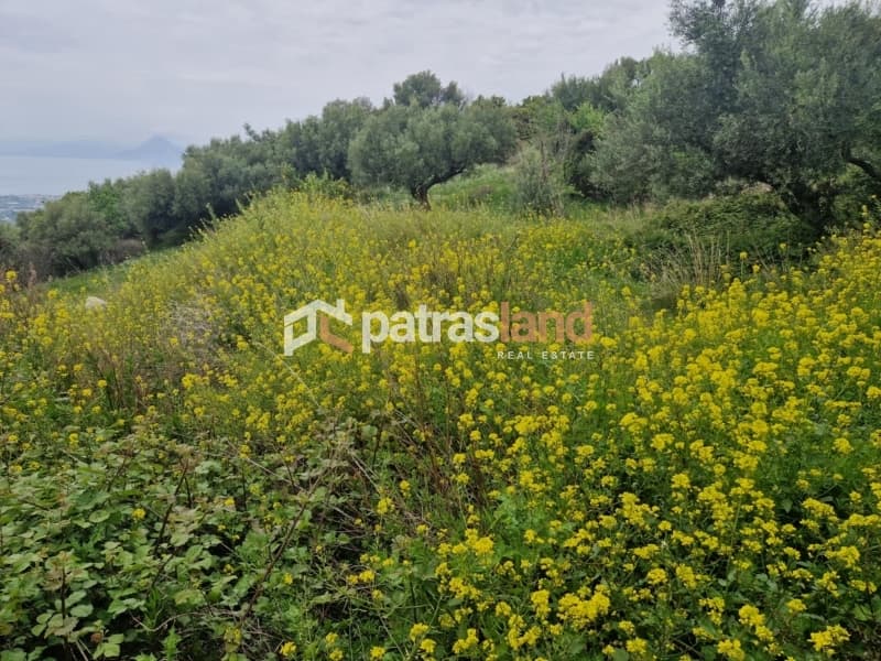 Μονοκατοικία στην Καλλιθεόκαμπος, Μεσσατίδα — Φωτογραφία 23 από 24