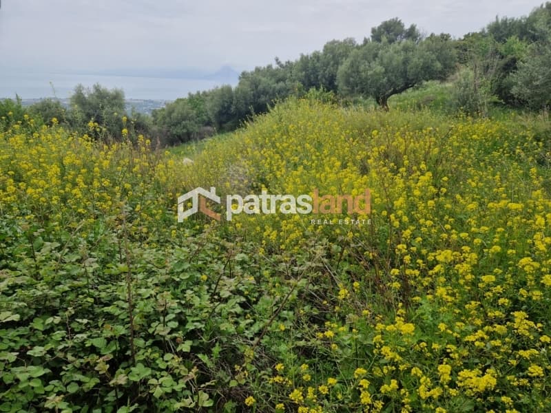 Μονοκατοικία στην Καλλιθεόκαμπος, Μεσσατίδα — Φωτογραφία 22 από 24