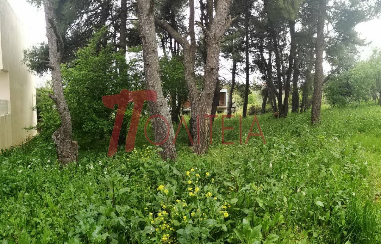 Οικόπεδο στην Δάσος Κουρεμένου, Άγιος Στέφανος — Φωτογραφία 9 από 18