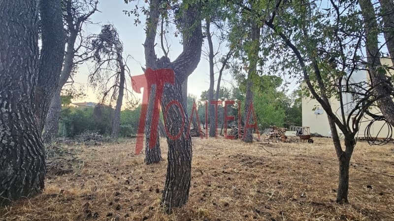 Οικόπεδο στην Δάσος Κουρεμένου, Άγιος Στέφανος — Φωτογραφία 3 από 18