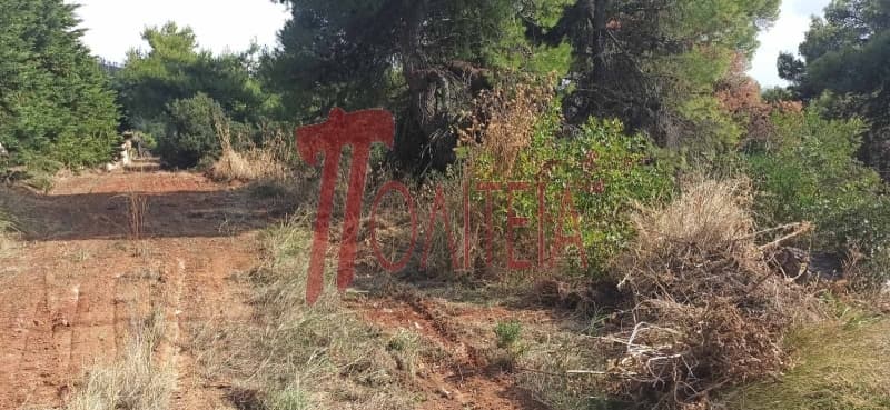 Building Plot in Avgi, Afidnes — Photo 6 of 8