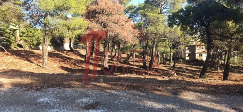 Building Plot in Avgi, Afidnes — Photo 7 of 8