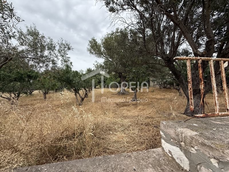 Οικόπεδο στην Σαρωνίδα, Σαρωνίδα — Φωτογραφία 4 από 5