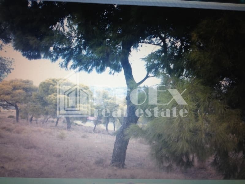 Parcel in Paloukia, Abelakia — Photo 1 of 3