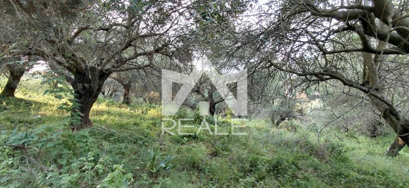 Building Plot in Pareli, Corfu — Photo 4 of 7