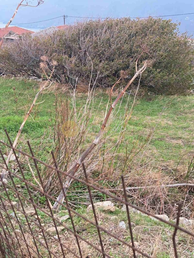Αγροτεμάχιο στην Όρμος Κορθίου, Άνδρος — Φωτογραφία 2 από 9
