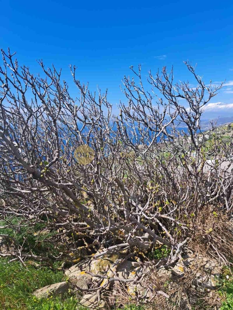 Οικόπεδο στην Άνω Απρόβατο, Άνδρος — Φωτογραφία 9 από 16