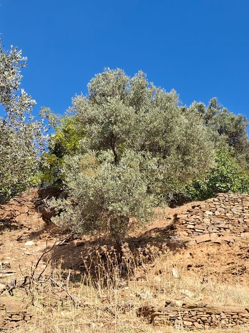 Αγροτεμάχιο στην Άνω Γαύριο, Άνδρος — Φωτογραφία 1 από 30