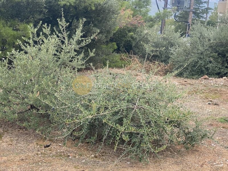 Οικόπεδο στην Δασαμάρι, Πικέρμι — Φωτογραφία 6 από 7