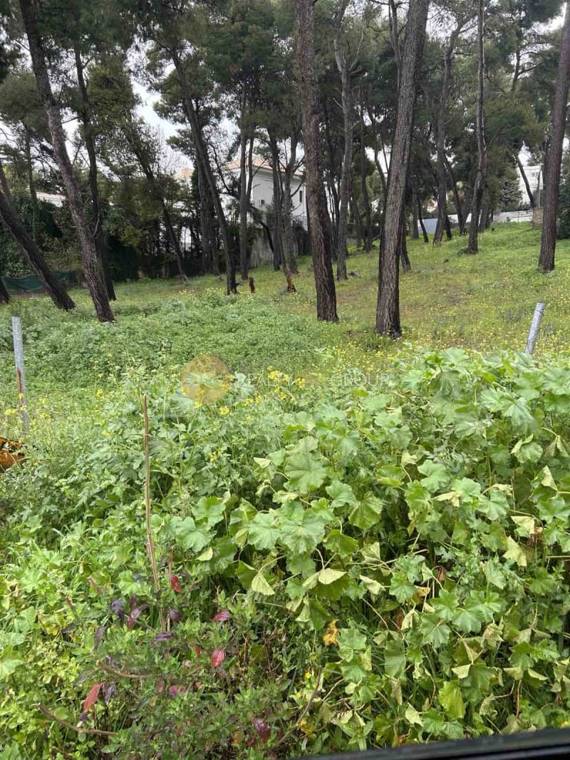 Building Plot in Anoixi, Anoixi — Photo 8 of 9