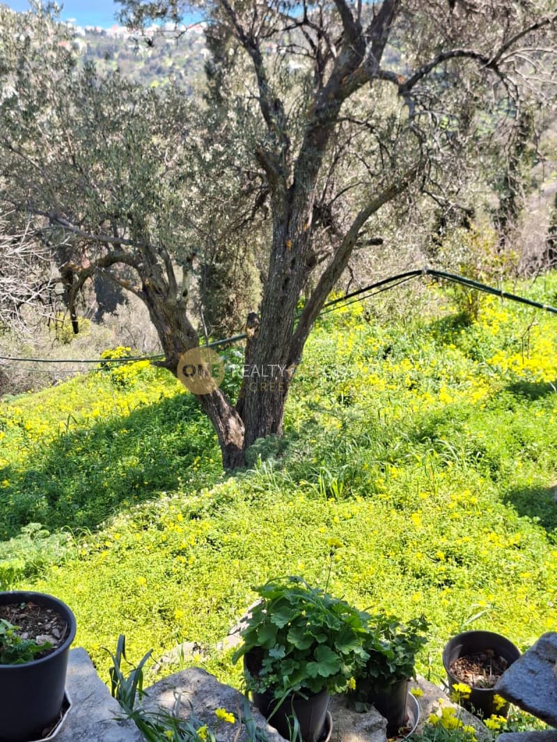 Αγροτεμάχιο στην Κόρθι, Άνδρος — Φωτογραφία 13 από 30