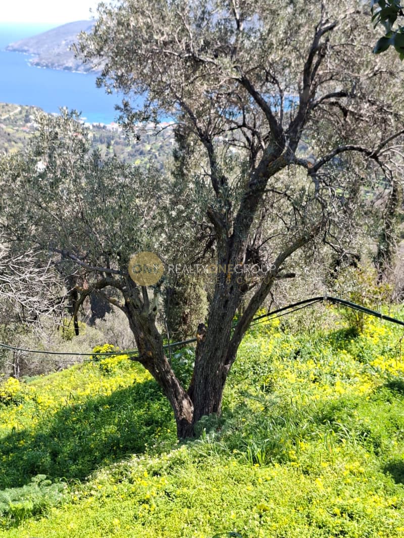 Αγροτεμάχιο στην Κόρθι, Άνδρος — Φωτογραφία 11 από 30