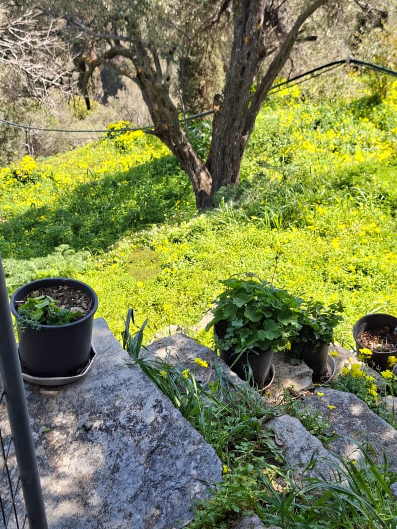 Αγροτεμάχιο στην Κόρθι, Άνδρος — Φωτογραφία 16 από 30