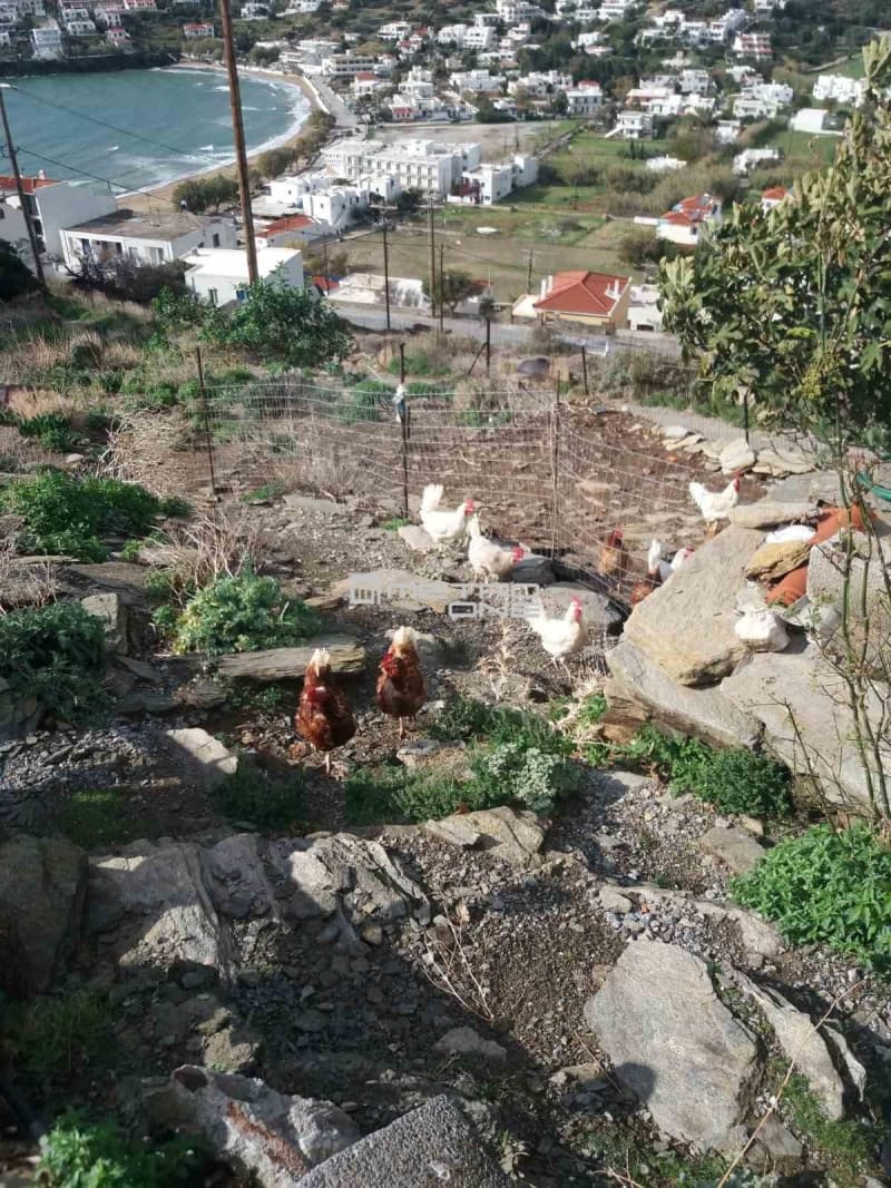 Οικόπεδο στην Μπατσί, Άνδρος — Φωτογραφία 10 από 11