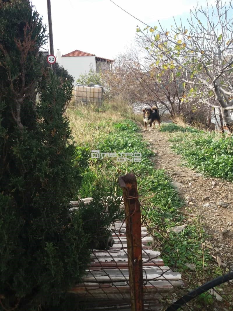 Οικόπεδο στην Μπατσί, Άνδρος — Φωτογραφία 13 από 15