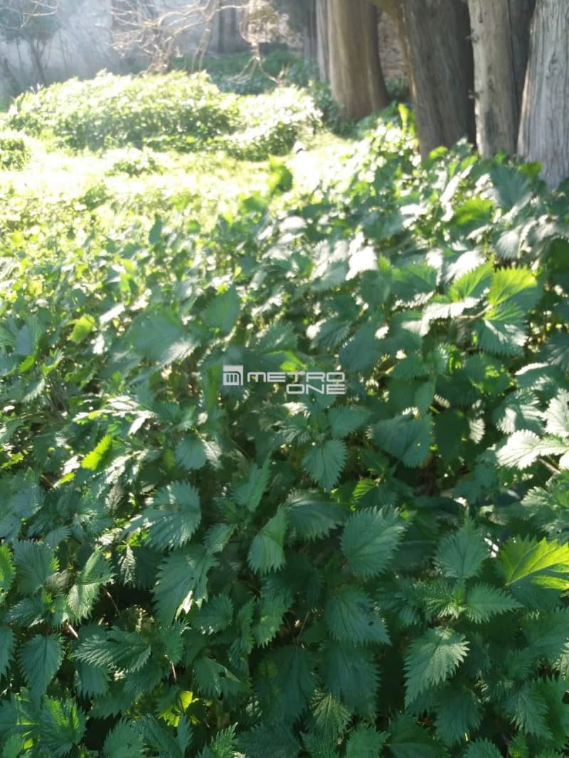 Building Plot in Lamira, Andros — Photo 13 of 20