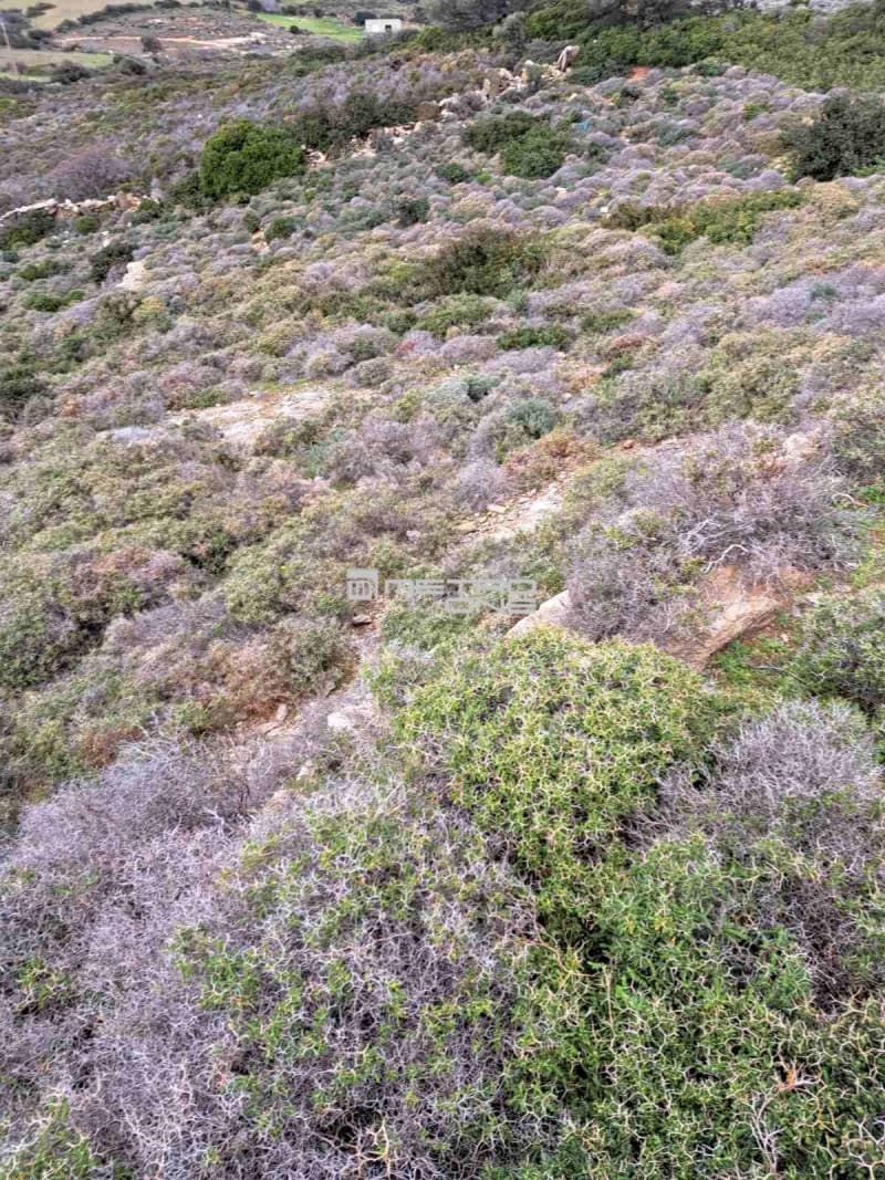 Parcel in Ano Aprovato, Andros — Photo 10 of 14