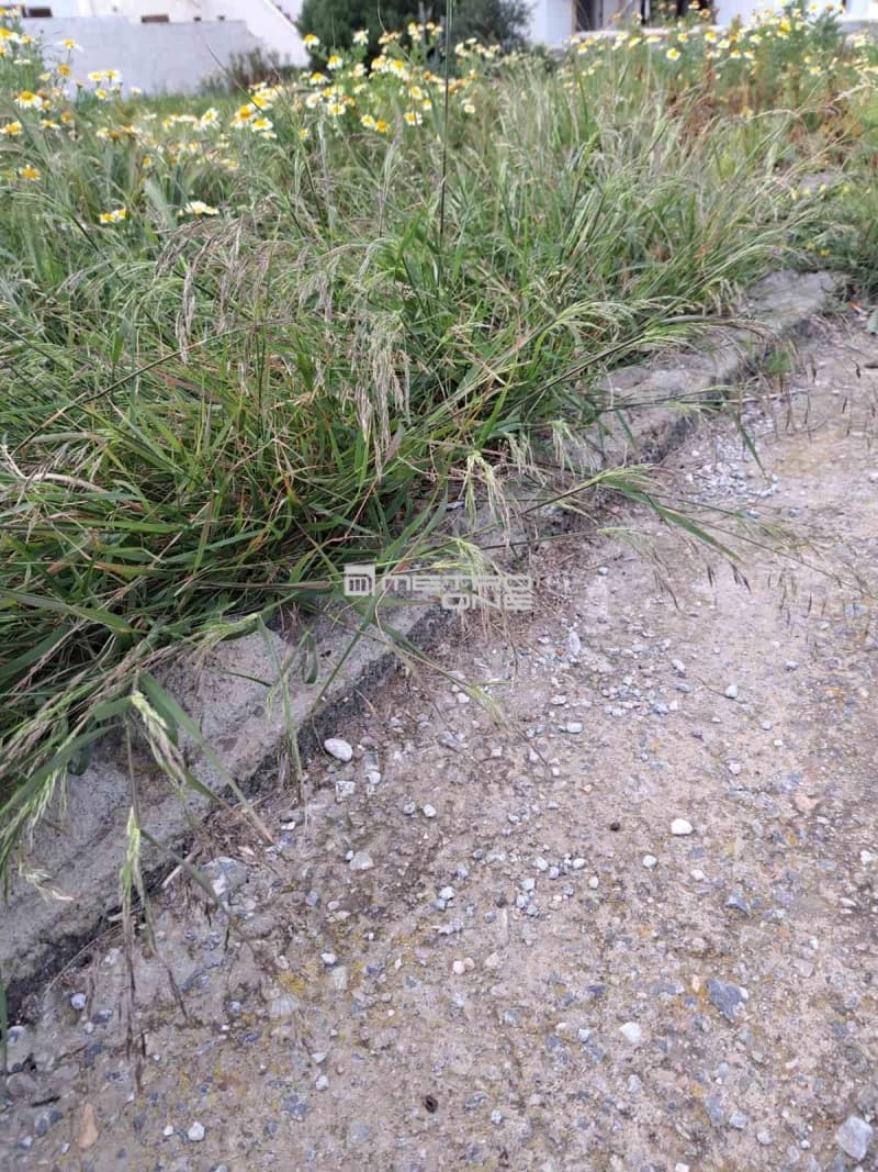 Building Plot in Chora, Andros — Photo 10 of 12