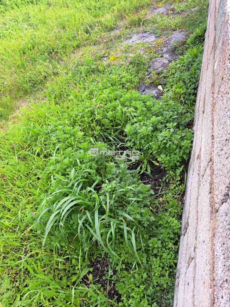 Building Plot in Chora, Andros — Photo 8 of 12