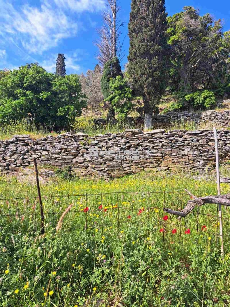 Αγροτεμάχιο στην Χώρα, Άνδρος — Φωτογραφία 15 από 17