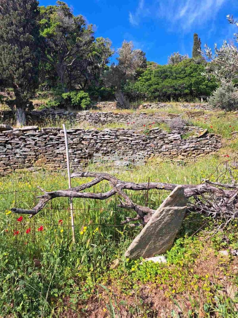 Αγροτεμάχιο στην Χώρα, Άνδρος — Φωτογραφία 2 από 17