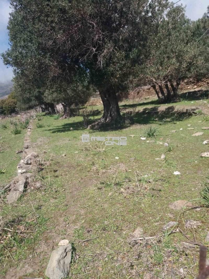 Parcel in Pitrofos, Andros — Photo 11 of 28