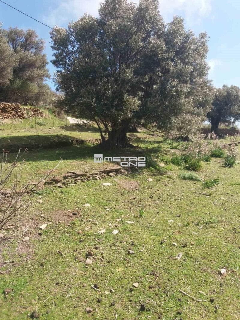 Parcel in Pitrofos, Andros — Photo 13 of 28
