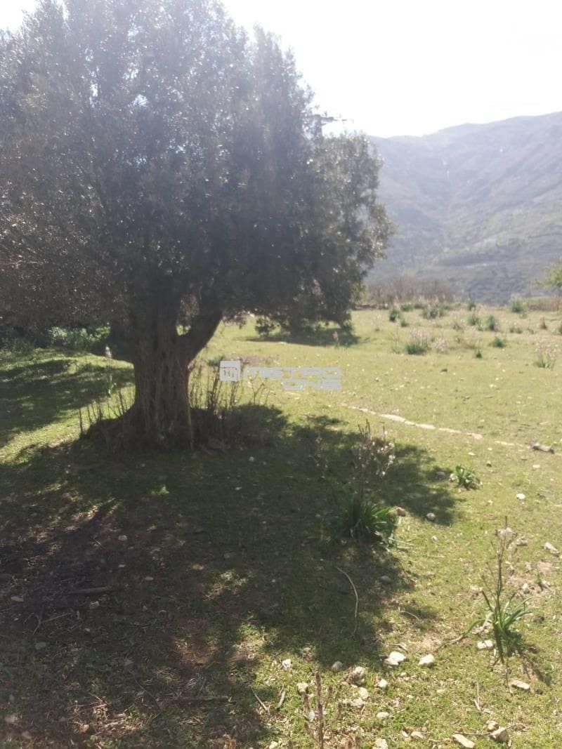 Parcel in Pitrofos, Andros — Photo 15 of 28