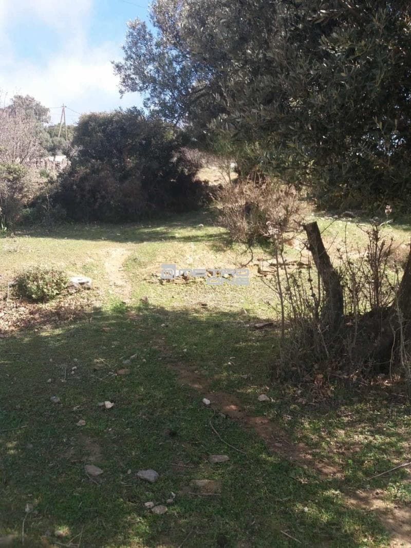 Parcel in Pitrofos, Andros — Photo 22 of 28