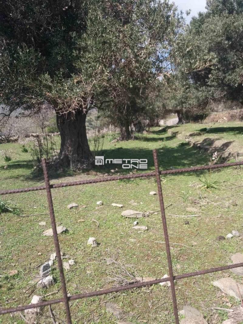 Parcel in Pitrofos, Andros — Photo 4 of 28